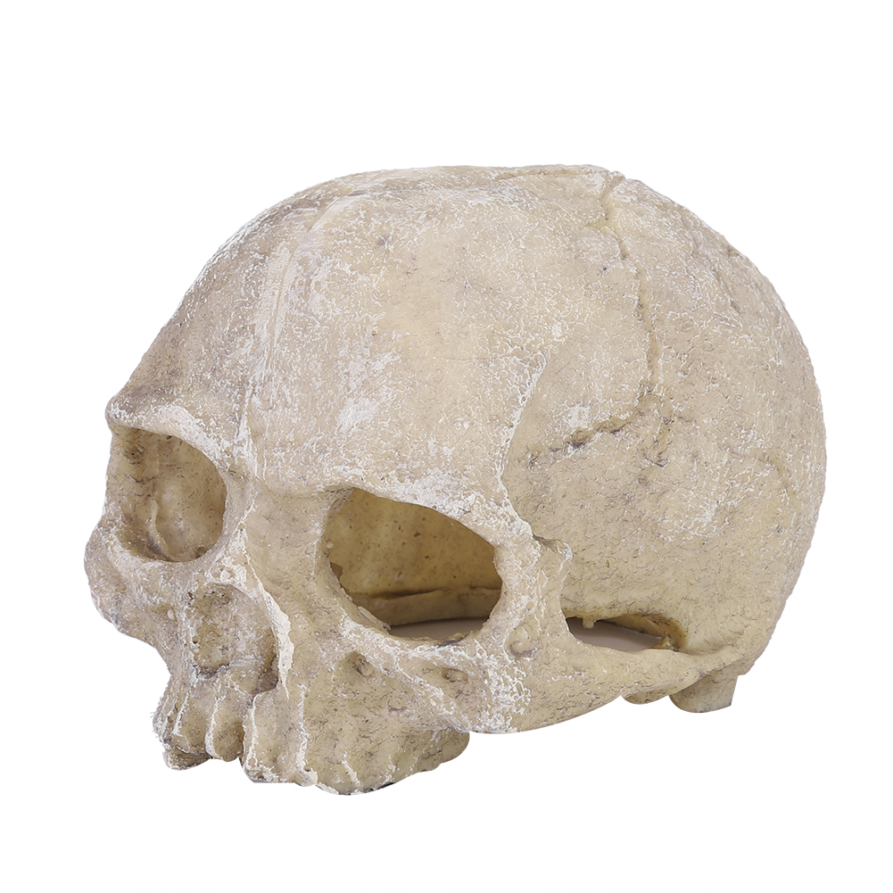 Aquarium Marine Fish - Resin Simulated Head Bone Skull Statue