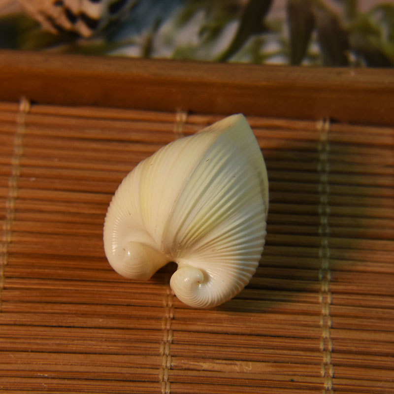 Marine Aquarium & Regional Centre Photos - Natural Cardium cardissa Shell - Heart
