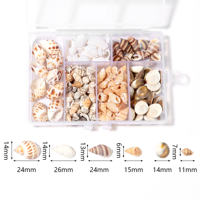 Marine Aquarium & Regional Centre Photos - 1 Box Sea Shells Spiral Shell