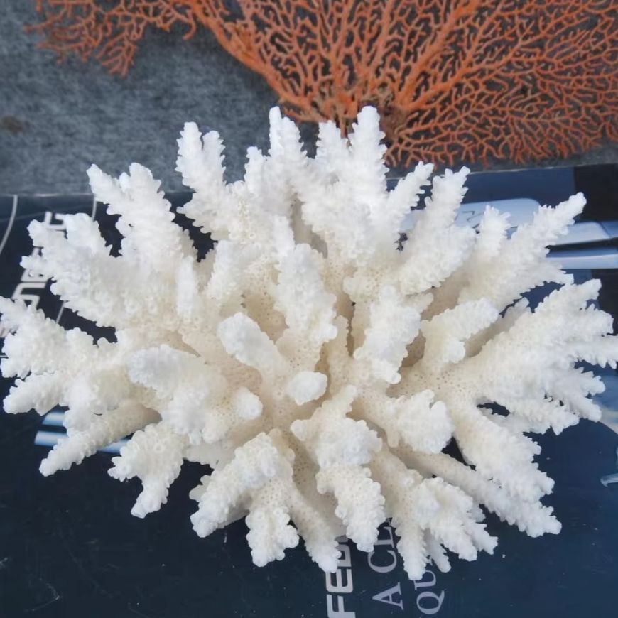 1pc Natural White Coral Cluste - đánh giá và giá Marine Aquarium & Regional Centre Photos