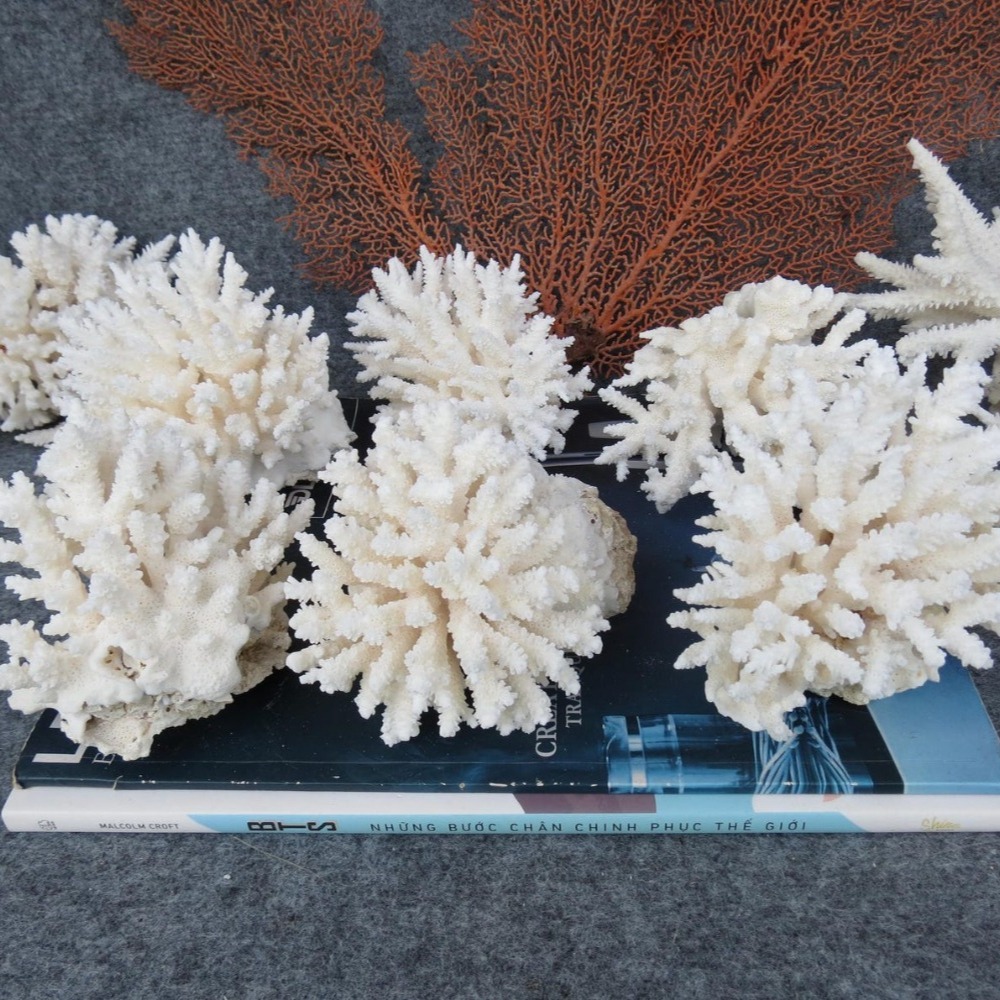 1pc Natural White Coral Cluste - đánh giá và giá Marine Aquarium & Regional Centre Photos