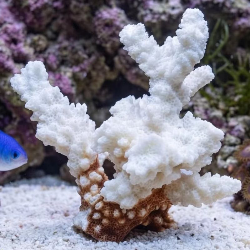 1pc Natural White Coral Cluste - đánh giá và giá Marine Aquarium & Regional Centre Photos