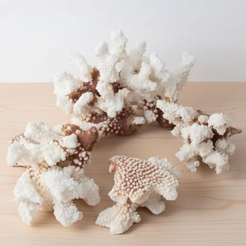 1pc Natural White Coral Cluste - đánh giá và giá Marine Aquarium & Regional Centre Photos