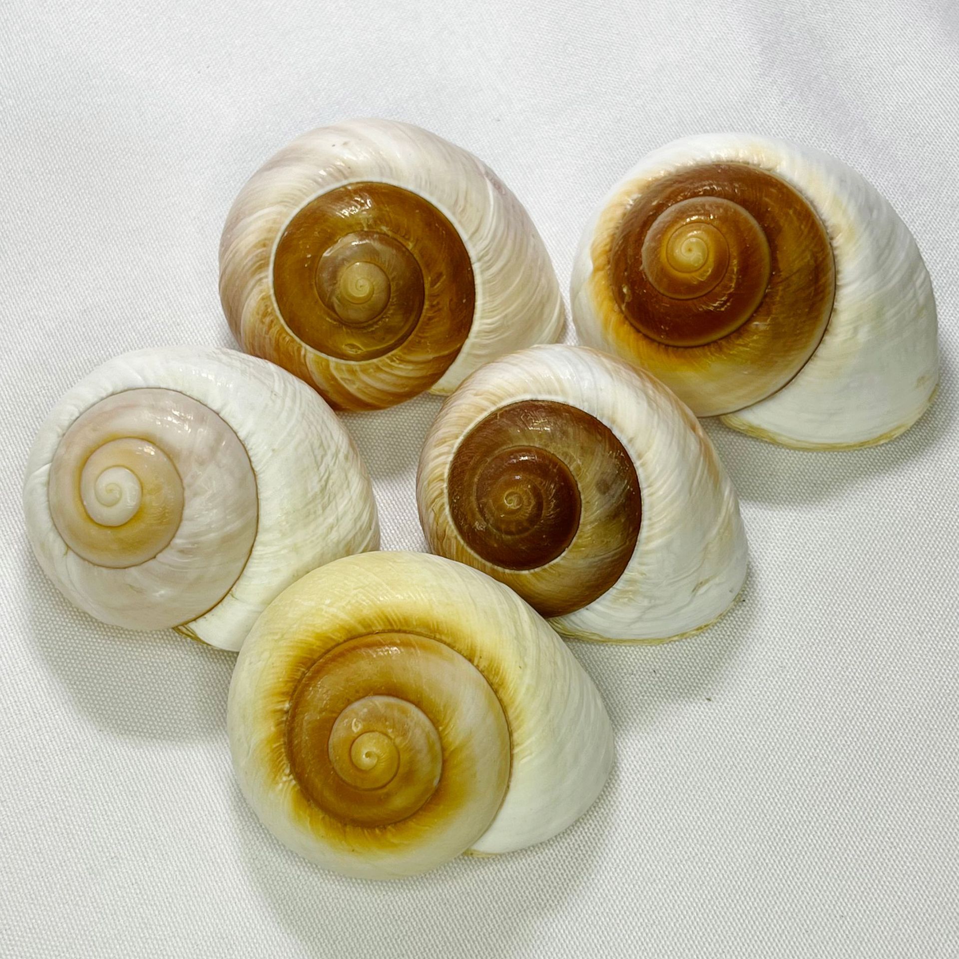 Natural Bulla Shell - Bread Sn - đánh giá và giá Marine Aquarium & Regional Centre Photos
