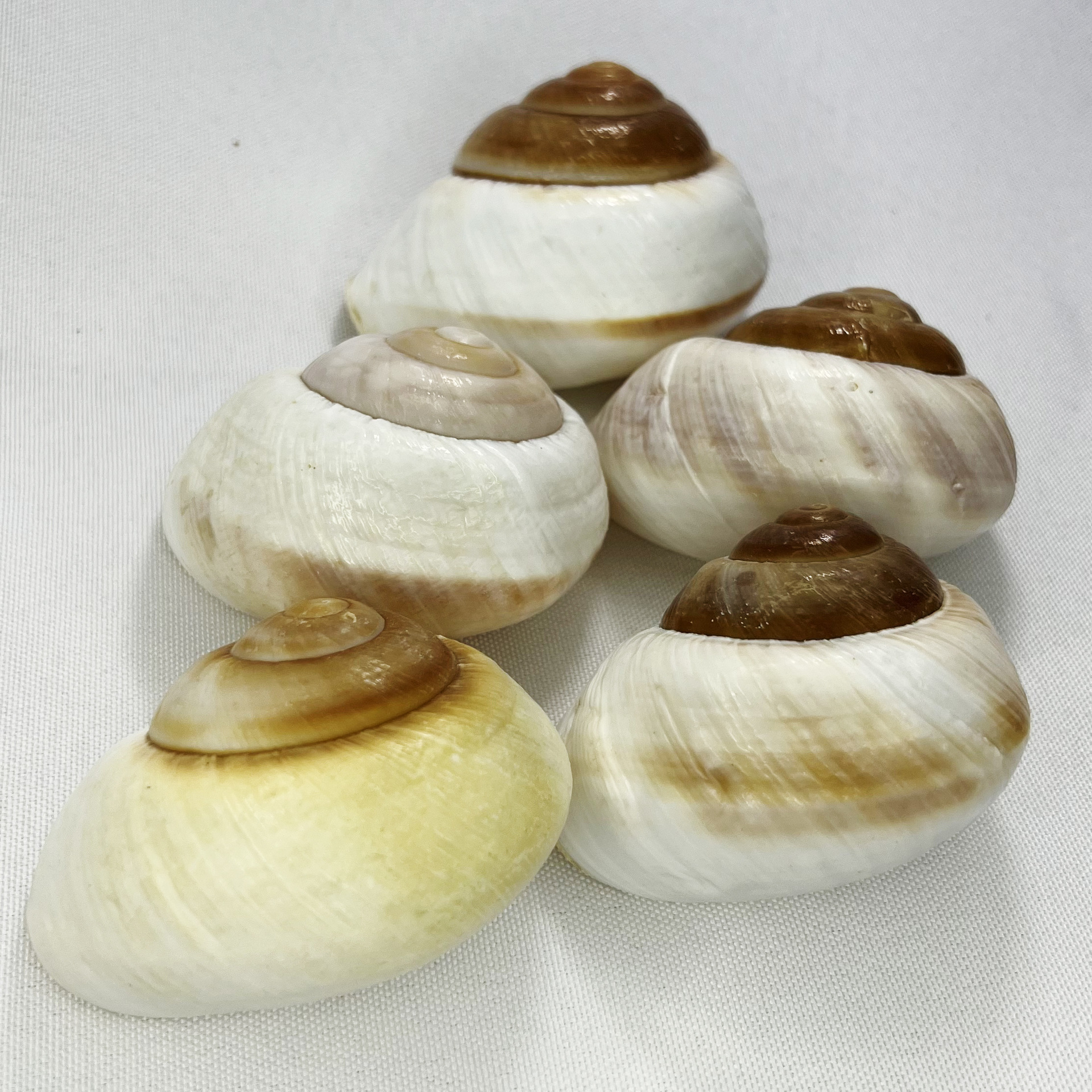 Natural Bulla Shell - Bread Sn - đánh giá và giá Marine Aquarium & Regional Centre Photos