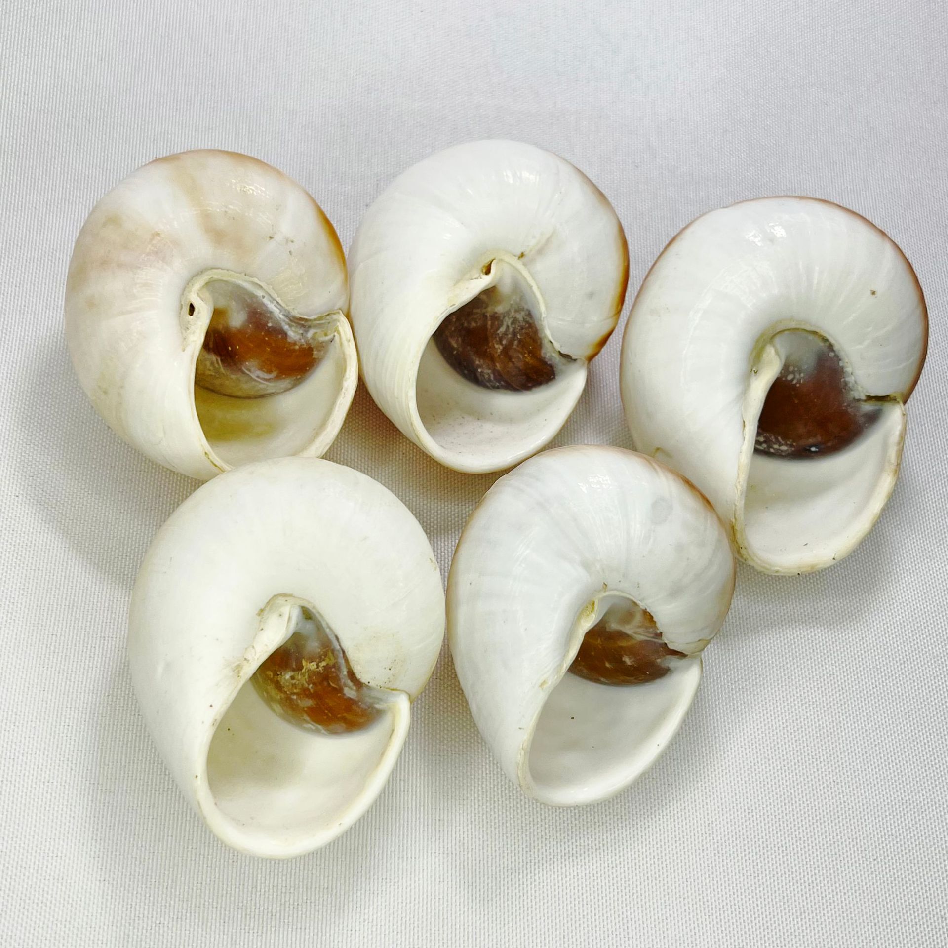 Natural Bulla Shell - Bread Sn - đánh giá và giá Marine Aquarium & Regional Centre Photos