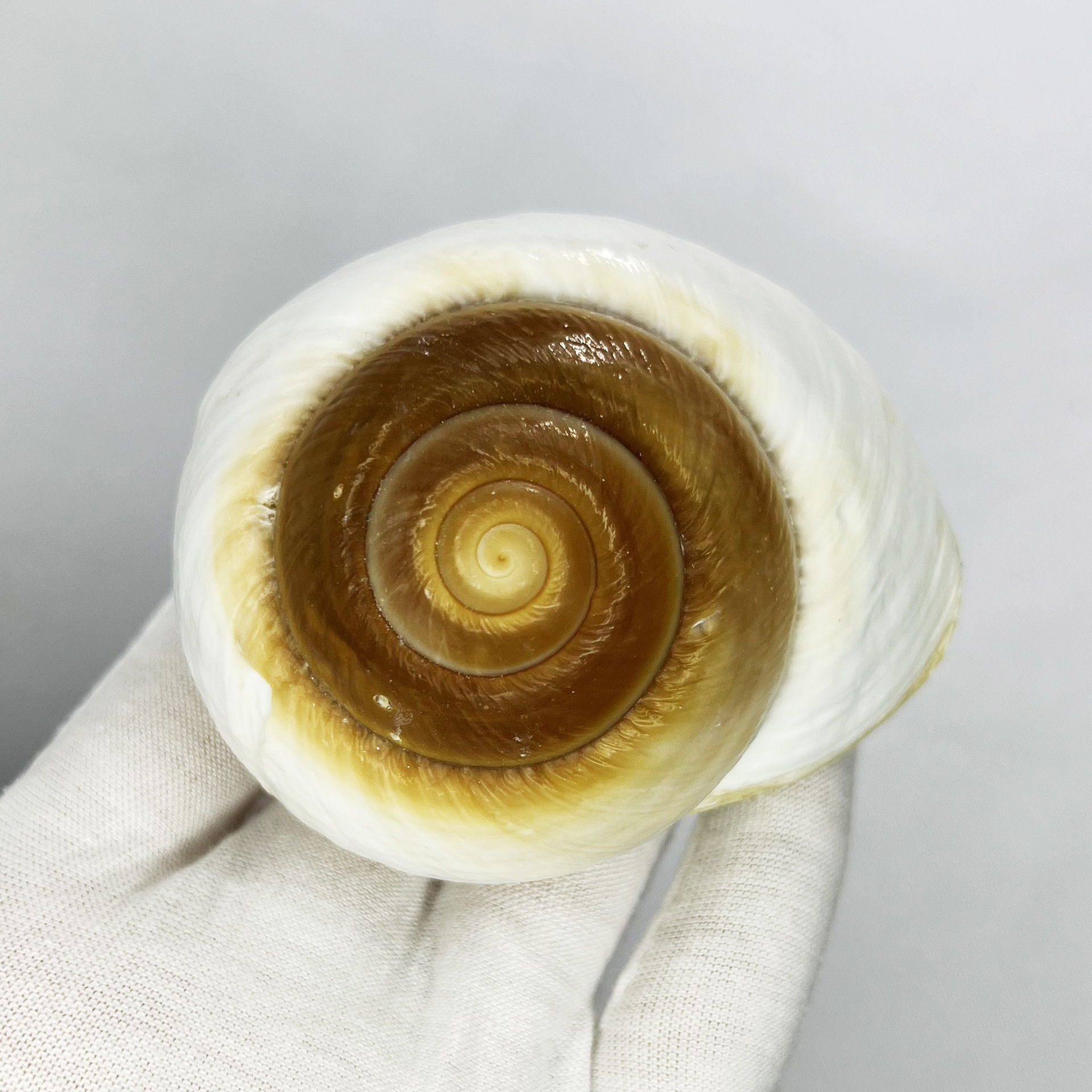 Natural Bulla Shell - Bread Sn - đánh giá và giá Marine Aquarium & Regional Centre Photos