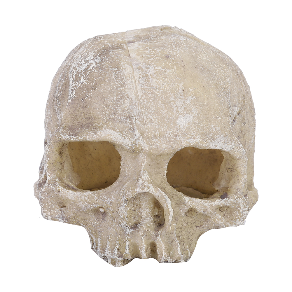 Resin Simulated Head Bone Skul - đánh giá và giá Aquarium Marine Fish