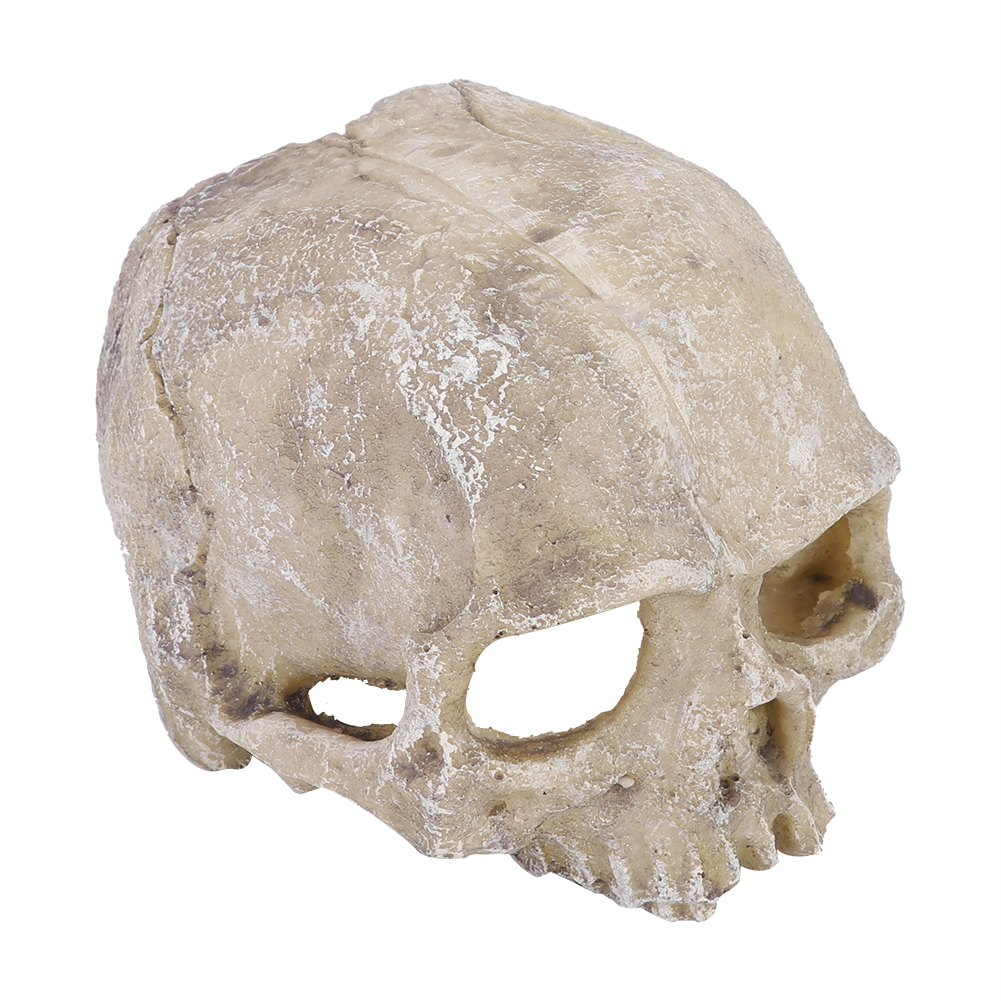 Resin Simulated Head Bone Skul - đánh giá và giá Aquarium Marine Fish