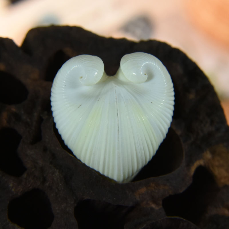 Natural Cardium cardissa Shell - đánh giá và giá Marine Aquarium & Regional Centre Photos