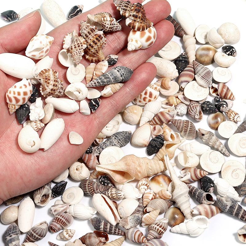 1 Box Sea Shells Spiral Shell  - đánh giá và giá Marine Aquarium & Regional Centre Photos