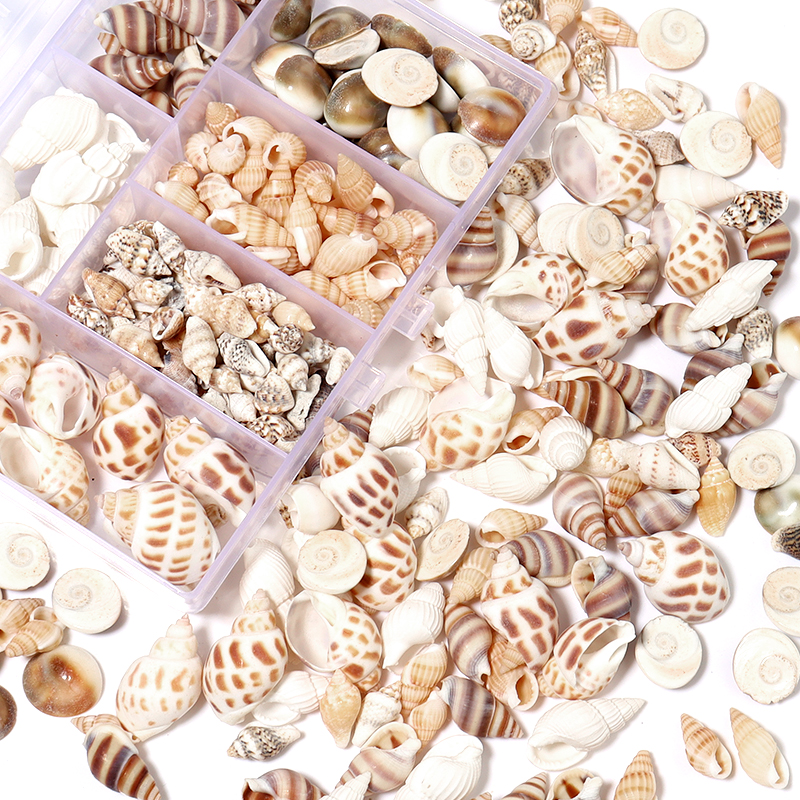 1 Box Sea Shells Spiral Shell  - đánh giá và giá Marine Aquarium & Regional Centre Photos